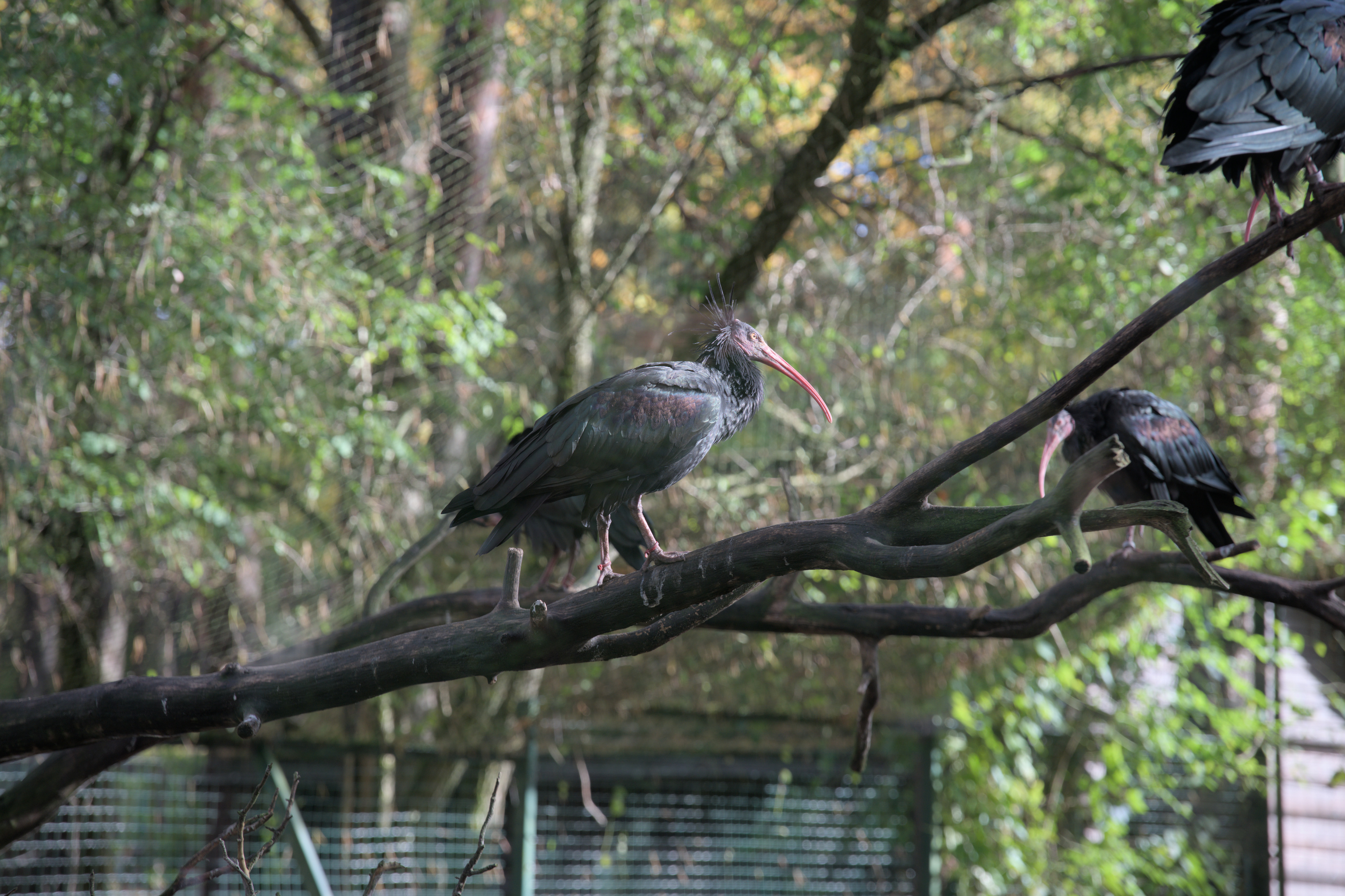 2025/10/12 - zoo/DSC_0024.jpg